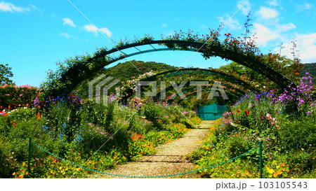 モネの庭 花の庭のアーチ モネの庭 花の庭のアーチ 103105543