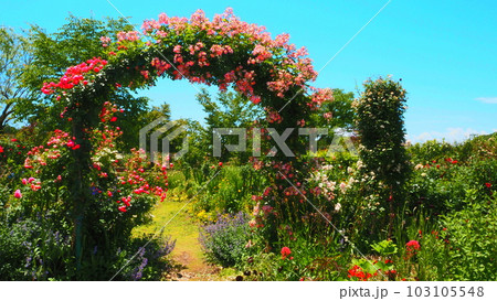 バラのアーチがあるガーデン 103105548