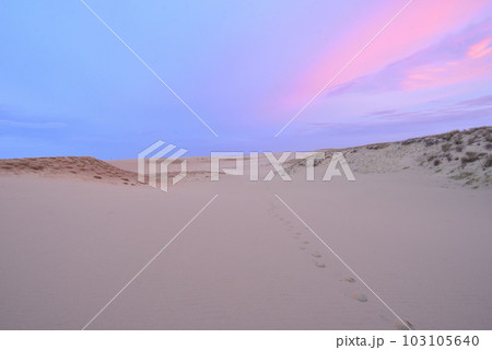 広大な鳥取砂漠と鮮やかな朝焼け 103105640
