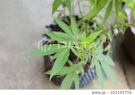 園芸用容器で栽培されて健やかに元気に成長する爽やかなイメージの鉢植え大麻。 園芸用容器で栽培されて健やかに元気に成長する爽やかなイメージの鉢植え大麻。 103105758