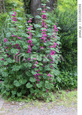 春の庭に咲く赤紫色のゼニアオイの花 春の庭に咲く赤紫色のゼニアオイの花 103106098