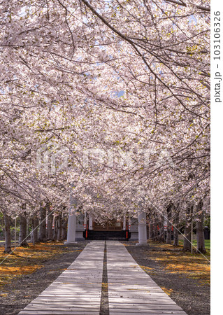 北海道　小樽　神社　海　手宮公園　寺　桜　桜並木　ソメイヨシノ 103106326