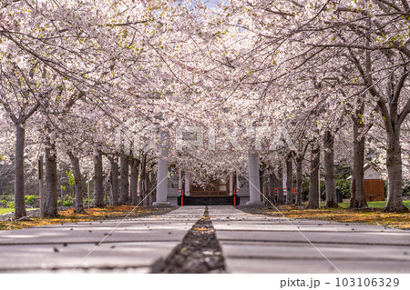 北海道　小樽　神社　海　手宮公園　寺　桜　桜並木　ソメイヨシノ 103106329