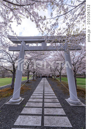 北海道 小樽 神社 海 手宮公園 寺 桜 桜並木 ソメイヨシノ 北海道 小樽 神社 海 手宮公園 寺 桜 桜並木 ソメイヨシノ 103106332