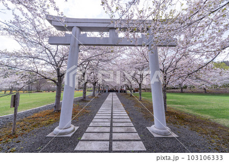 北海道 小樽 神社 海 手宮公園 寺 桜 桜並木 ソメイヨシノ 北海道 小樽 神社 海 手宮公園 寺 桜 桜並木 ソメイヨシノ 103106333