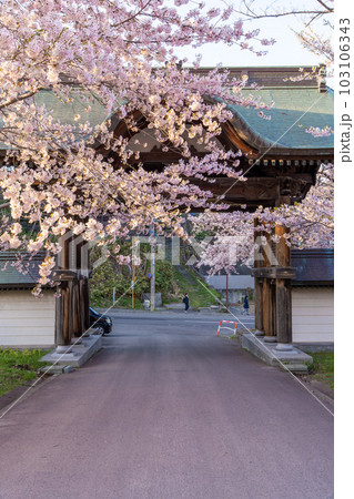 北海道　小樽　神社　海　手宮公園　寺　桜　桜並木　ソメイヨシノ 103106343