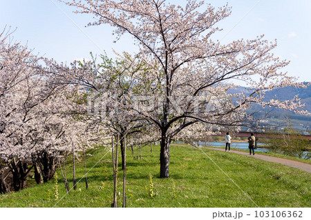 北海道　小樽　神社　海　手宮公園　寺　桜　桜並木　ソメイヨシノ 103106362