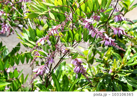 ニワフジ(庭藤) ニワフジ(庭藤) 103106365