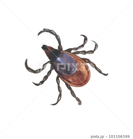 Red european forest mite, parasite insect, infection carrier, Ixodes ricinus. Dangerous insect mite. Encephalitis, Lyme disease infection. Watercolor illustration isolated on a white background 103106399