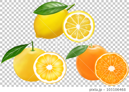 柑橘類水果水果 103106468