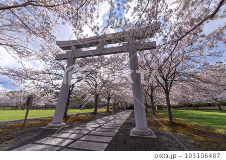 北海道　小樽　神社　海　手宮公園　寺　桜　桜並木　ソメイヨシノ 103106487