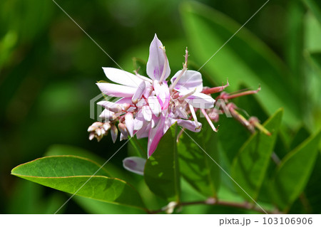 ニワフジ（庭藤） 103106906