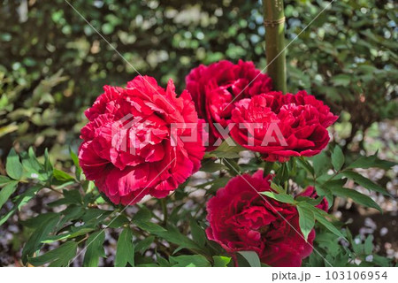 赤ボタンの大輪 103106954