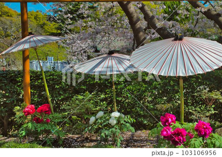 傘がかわいいボタン苑 103106956