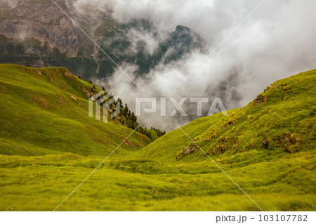 landscape with grass, trees and fog 103107782