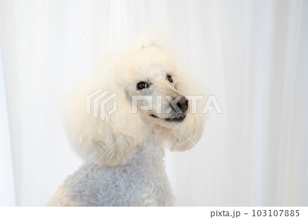 微笑むミディアムプードルのアップ君のバストアップ 103107885