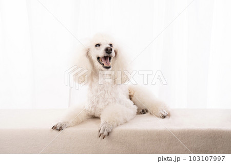 微笑むミディアムプードルのアップ君 103107997