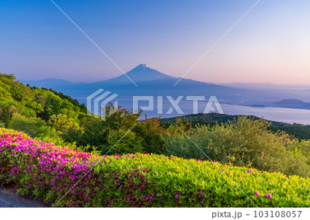 (静岡県)ツツジ咲く伊豆達磨山高原から富士山を望む 朝 (静岡県)ツツジ咲く伊豆達磨山高原から富士山を望む 朝 103108057