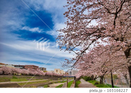 今年の柏尾川沿いの桜 103108227