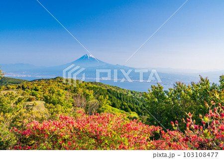 (静岡県)山ツツジ咲く達磨山高原から駿河湾越しの富士山 (静岡県)山ツツジ咲く達磨山高原から駿河湾越しの富士山 103108477