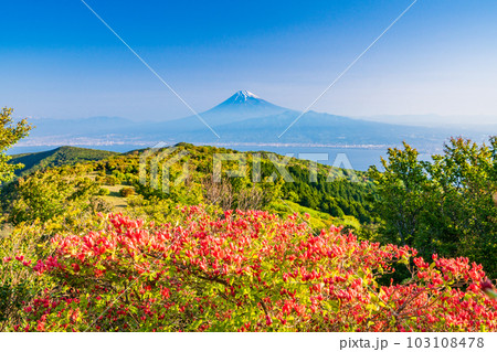 (静岡県)山ツツジ咲く達磨山高原から駿河湾越しの富士山 (静岡県)山ツツジ咲く達磨山高原から駿河湾越しの富士山 103108478