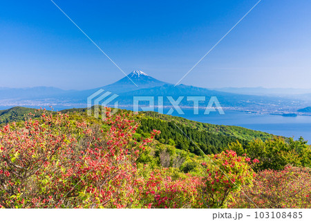 （静岡県）山ツツジ咲く達磨山高原から駿河湾越しの富士山 103108485