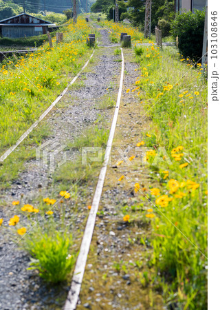 【廃線跡】どこまでも続く線路とオオキンケイギク 103108646