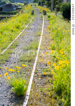 【廃線跡】どこまでも続く線路とオオキンケイギク 103108647