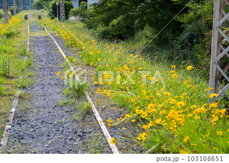 【廃線跡】どこまでも続く線路とオオキンケイギク 103108651