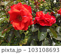 バラ園に咲くオレンジのバラ 103108693