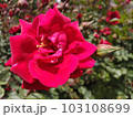 濃い赤いバラとつぼみ 103108699