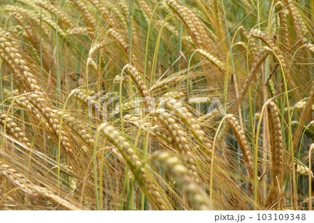 Field of wheat Field of wheat 103109348