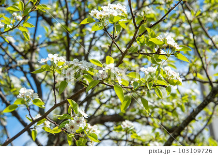 Closeup of a flowering pear tree. Selective focus on the front branches of a pear tree. Closeup of a flowering pear tree. Selective focus on the front branches of a pear tree. 103109726