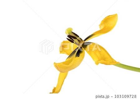 A faded bud of a yellow tulip on a white background with space for text. A faded bud of a yellow tulip on a white background with space for text. 103109728