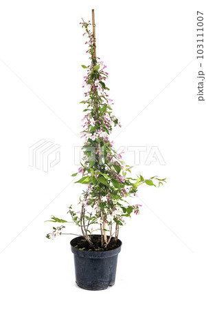 Linnaea amabilis in studio 103111007