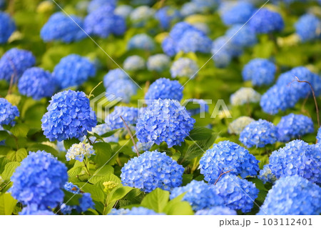 咲き始めの紫陽花 咲き始めの紫陽花 103112401