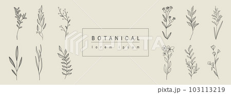 Botanical abstract background with floral line art design. Horizontal web banner with composition of herbal and bouquet collection with flowers, wildflowers, herbs and twigs. Vector illustration. 103113219