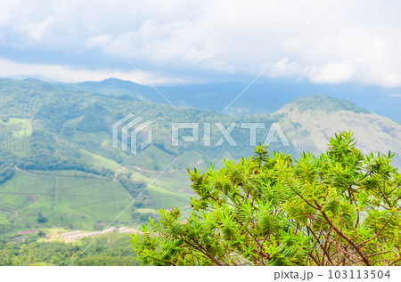 Misty mountains of Munnar 103113504