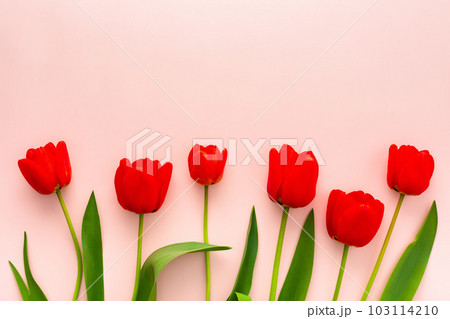 Fresh red tulips on pink background 103114210