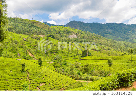 Tea Gardens at Munnar, Kerala, India Tea Gardens at Munnar, Kerala, India 103114329