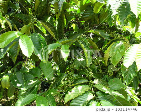 Coffee plants with coffee berries 103114746