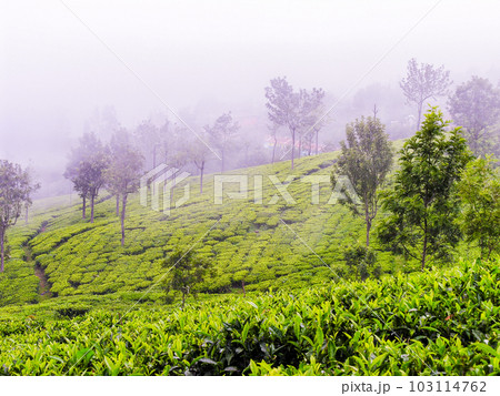 Tea gardens 103114762