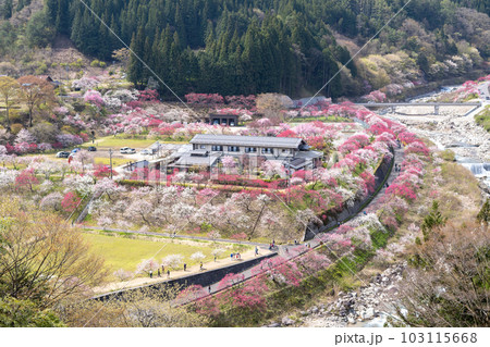 花桃の里 (長野県阿智村) 花桃の里 (長野県阿智村) 103115668