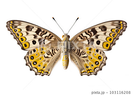 Butterfly with colorful wings isolated on white. Generative AI 103116208