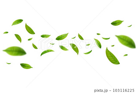 Realistic green tea leaves in motion 103116225