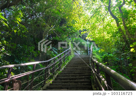 台湾 台北市 象山自然歩道 登山道（捷運象山站からのコース） 103116725