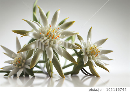 Two Edelweiss flowers (Leontopodium alpinum) isolated over white 103116745