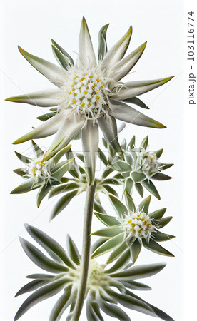 Two Edelweiss flowers (Leontopodium alpinum) isolated over white 103116774