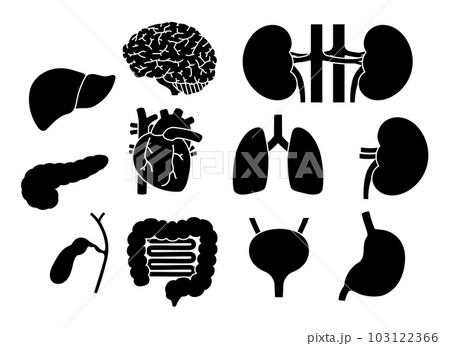 臓器のシルエットのセット 103122366