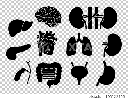臓器のシルエットのセット 103122366